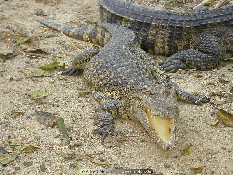 35 Crocodile