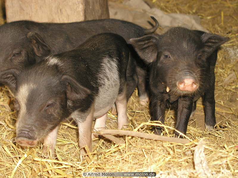 48 Baby pigs