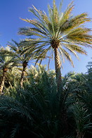 15 Date palm oasis