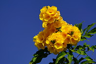 22 Yellow flowers