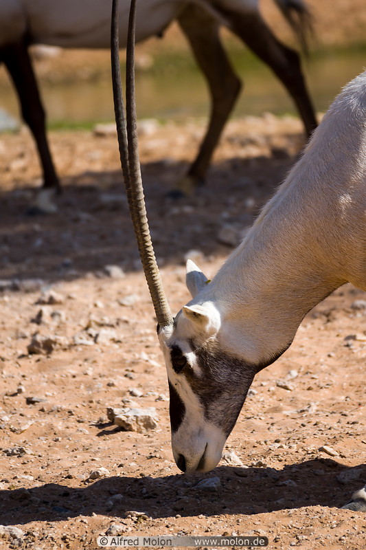 02 Arabian Oryx
