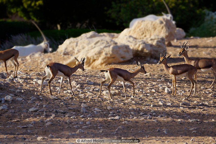 17 Arabian mountain gazelles