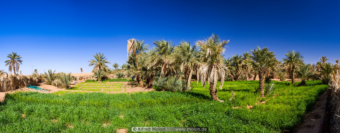 31 Irrigated fields with date palms in Ouled Said