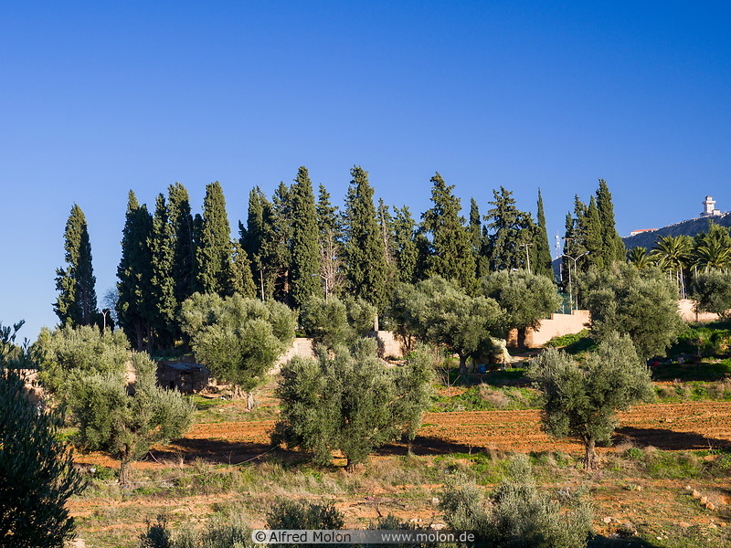 56 Olive trees and fields
