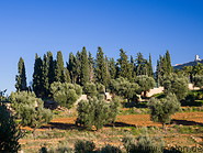 56 Olive trees and fields