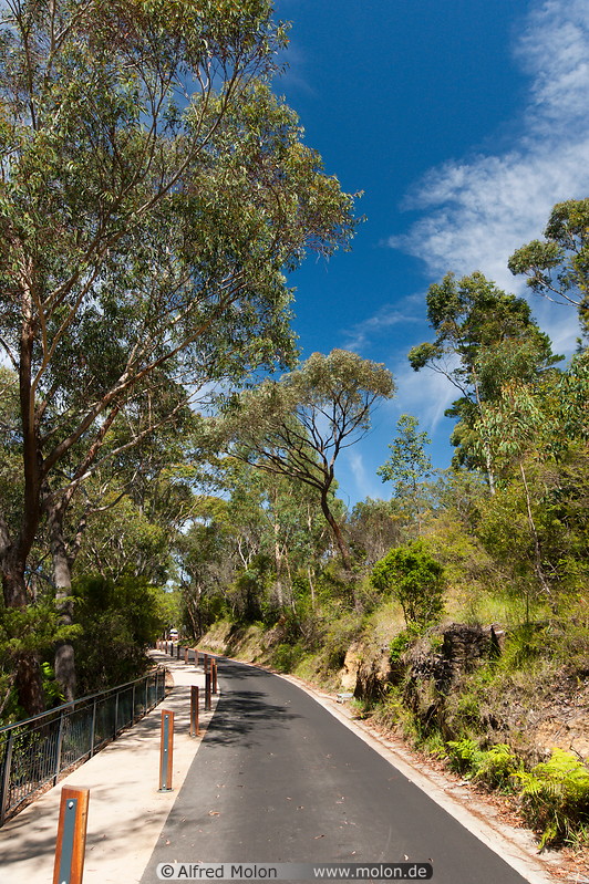 05 Road and Eucalyptus trees