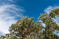04 Eucalyptus trees