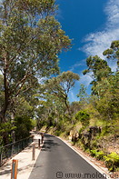 05 Road and Eucalyptus trees