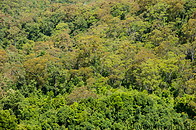 52 Forest canopy