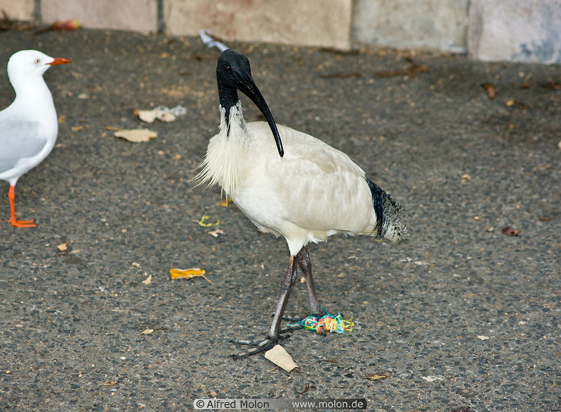 05 Sacred ibis