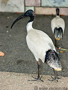 06 Sacred ibis