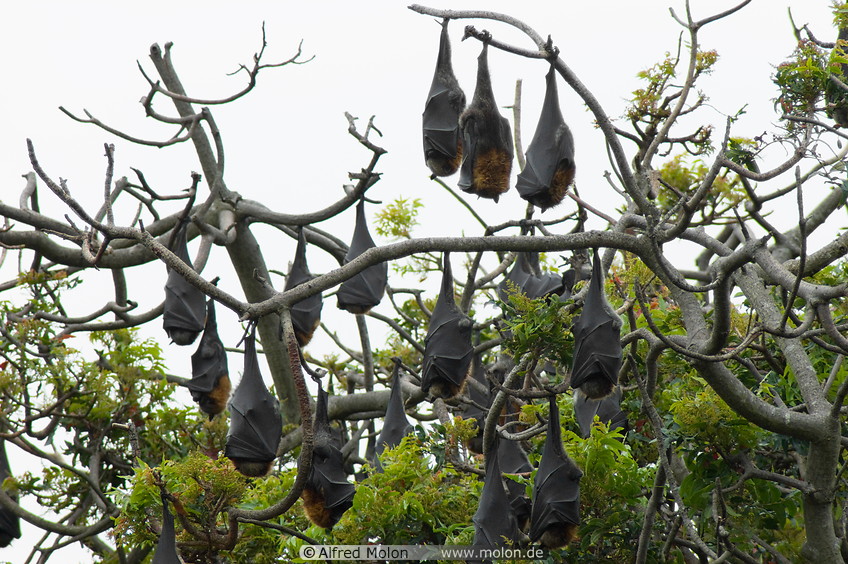 05 Tree with flying foxes bats