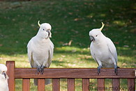 07 Sulphur crested cockatoos