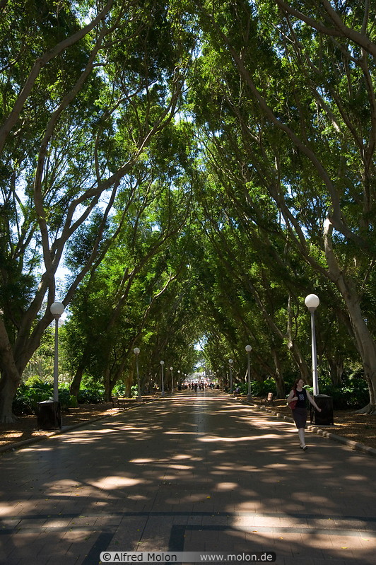 12 Fig tree lined avenue
