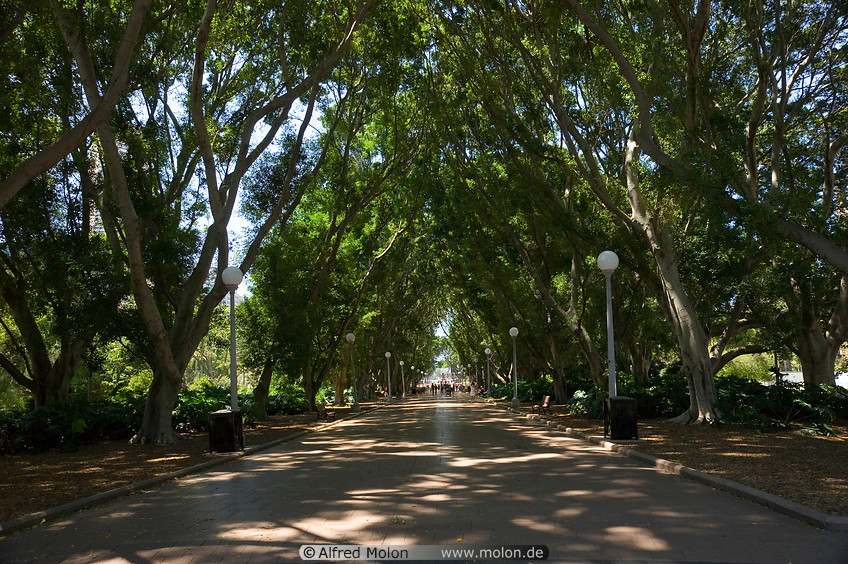 13 Fig tree lined avenue