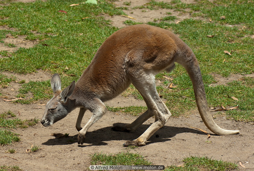 14 Kangaroo