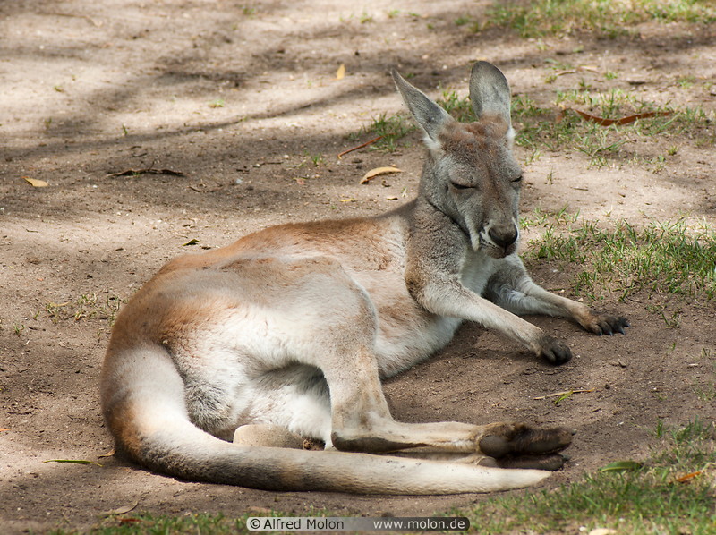 16 Kangaroo