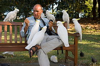 01 Sulphur crested cockatoos and tourist