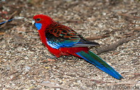 02 Red parakeet