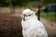 03 Sulphur crested cockatoo