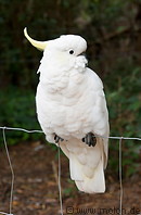 04 Sulphur crested cockatoo