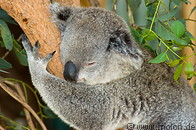 08 Koala