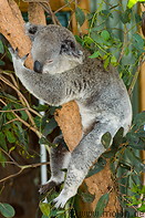 09 Koala