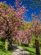 33 Schlossberg park with pink tree flowers