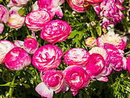 43 Pink flowers