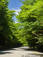 12 Tree-lined road to Lahic