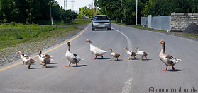 35 Goose crossing street