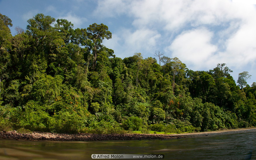 06 Rainforest along Sungai Temburong river