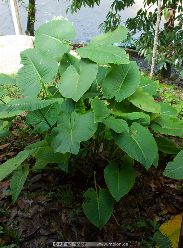 09 Taro plant