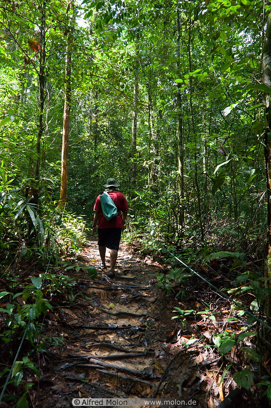10 Rainforest path