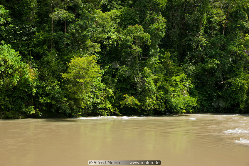 18 Rainforest along Sungai Temburong river
