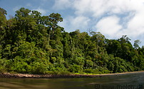 06 Rainforest along Sungai Temburong river