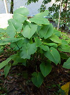09 Taro plant
