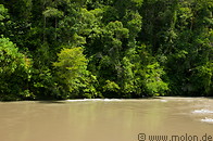 18 Rainforest along Sungai Temburong river