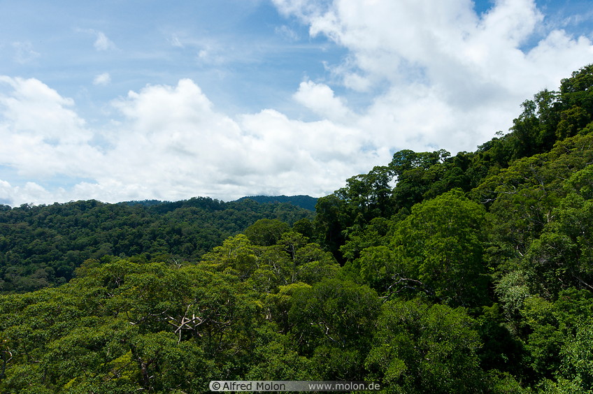 06 Tropical rainforest