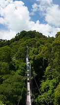 01 Canopy walkway above rainforest
