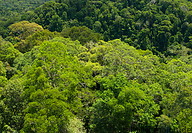 13 Tropical rainforest