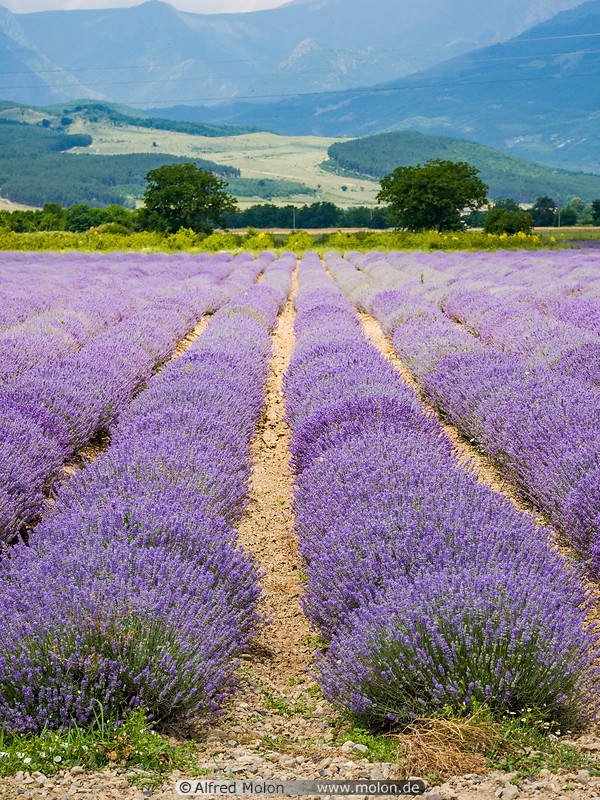 03 Lavender fields