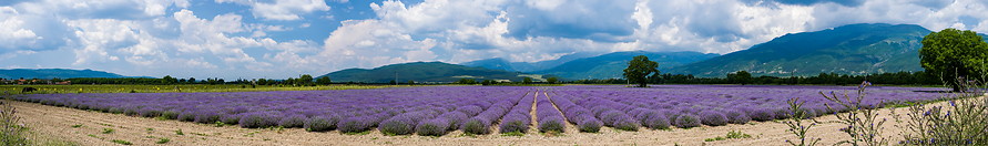 01 Lavender fields