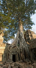 09 Tree overgrowing temple ruins in December 2006
