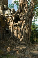 07 Tree overgrowing gate ruins