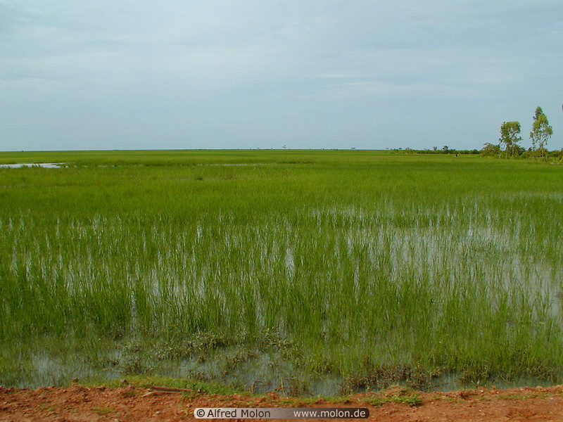 11 Wet rice field