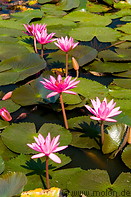 01 Pink water lilies