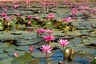 03 Pink water lilies