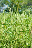 06 Rice plants