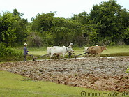 10 Farmers ploughing field with oxen